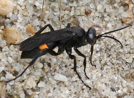 Anoplius semicinctus Anoplius semicinctus